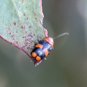 Aporocera (Aporocera) jocosa at Russell, ACT - 7 Nov 2023