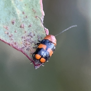 Aporocera (Aporocera) jocosa at Russell, ACT - 7 Nov 2023