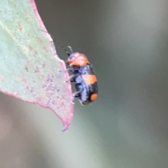 Aporocera (Aporocera) jocosa at Russell, ACT - 7 Nov 2023