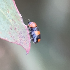 Aporocera (Aporocera) jocosa at Russell, ACT - 7 Nov 2023