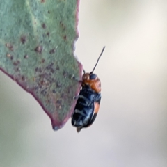 Aporocera (Aporocera) jocosa at Russell, ACT - 7 Nov 2023