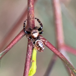 Opisthoncus sexmaculatus at Russell, ACT - 7 Nov 2023 05:55 PM