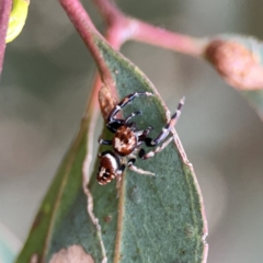 Opisthoncus sexmaculatus at Russell, ACT - 7 Nov 2023 05:55 PM