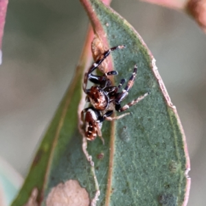 Opisthoncus sexmaculatus at Russell, ACT - 7 Nov 2023 05:55 PM