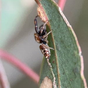 Opisthoncus sexmaculatus at Russell, ACT - 7 Nov 2023 05:55 PM