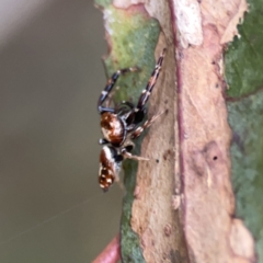 Opisthoncus sexmaculatus at Russell, ACT - 7 Nov 2023