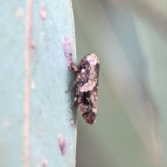 Eurymeloides adspersa at Russell, ACT - 7 Nov 2023