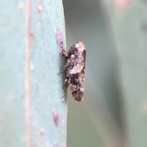 Eurymeloides adspersa at Russell, ACT - 7 Nov 2023