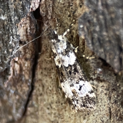 Eudonia protorthra (A Scopariine moth) at Russell, ACT - 7 Nov 2023 by Hejor1