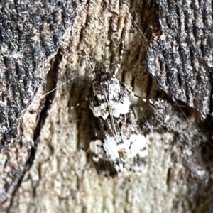 Eudonia protorthra at Russell, ACT - 8 Nov 2023 09:03 AM