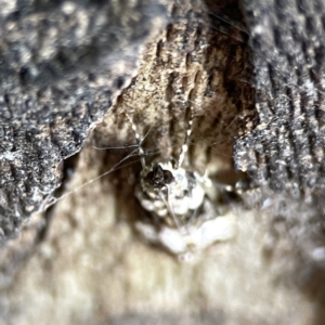 Eudonia protorthra at Russell, ACT - 8 Nov 2023