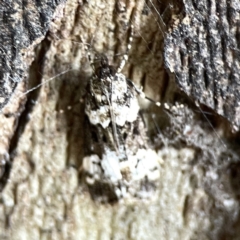 Eudonia protorthra at Russell, ACT - 8 Nov 2023 09:03 AM