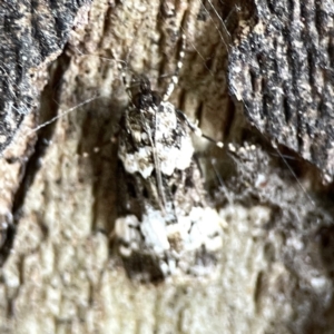 Eudonia protorthra at Russell, ACT - 8 Nov 2023