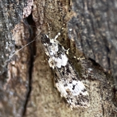 Eudonia protorthra at Russell, ACT - 8 Nov 2023