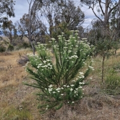 Cassinia aculeata subsp. aculeata (Dolly Bush, Common Cassinia, Dogwood) at The Pinnacle - 31 Oct 2023 by sangio7