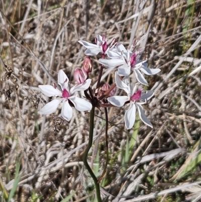 Burchardia umbellata (Milkmaids) at The Pinnacle - 1 Nov 2023 by sangio7