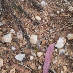 Austrogomphus guerini at QPRC LGA - 8 Nov 2023