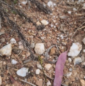 Austrogomphus guerini at QPRC LGA - 8 Nov 2023