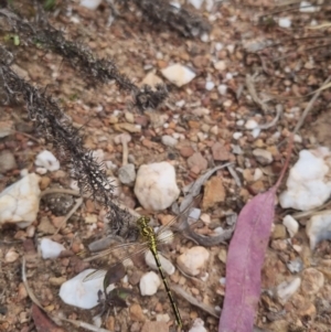 Austrogomphus guerini at QPRC LGA - 8 Nov 2023