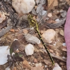 Austrogomphus guerini at QPRC LGA - 8 Nov 2023