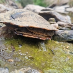 Chelodina longicollis (Eastern Long-necked Turtle) at Bungendore, NSW - 8 Nov 2023 by clarehoneydove