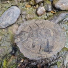 Chelodina longicollis at QPRC LGA - 8 Nov 2023