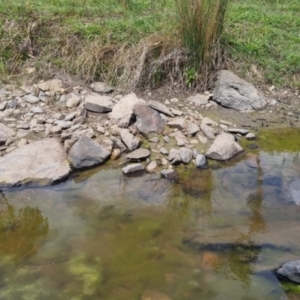 Chelodina longicollis at QPRC LGA - 8 Nov 2023