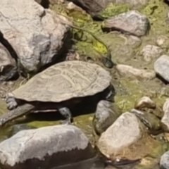 Chelodina longicollis at QPRC LGA - 8 Nov 2023