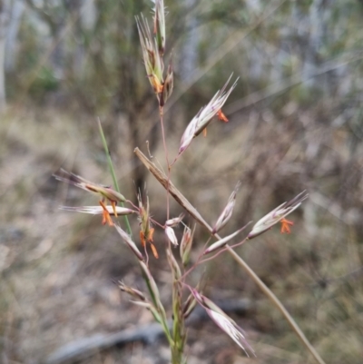 Rytidosperma pallidum (Red-anther Wallaby Grass) at Bungendore, NSW - 8 Nov 2023 by clarehoneydove