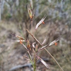 Rytidosperma pallidum (Red-anther Wallaby Grass) at Bungendore, NSW - 8 Nov 2023 by clarehoneydove