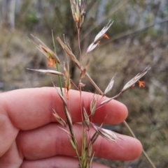 Rytidosperma pallidum at QPRC LGA - suppressed