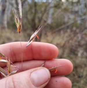 Rytidosperma pallidum at QPRC LGA - 8 Nov 2023