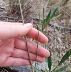 Rytidosperma pallidum at QPRC LGA - 8 Nov 2023