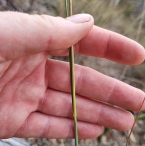 Rytidosperma pallidum at QPRC LGA - 8 Nov 2023