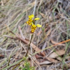 Diuris sulphurea (Tiger Orchid) at Bungendore, NSW - 8 Nov 2023 by clarehoneydove