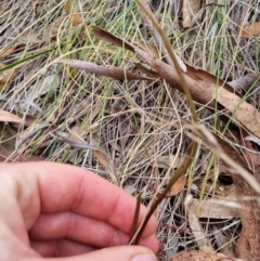 Diuris sulphurea at QPRC LGA - suppressed