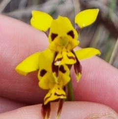 Diuris sulphurea at QPRC LGA - 8 Nov 2023