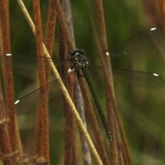 Argiolestidae (family) (Flatwings) at Namadgi National Park - 7 Nov 2023 by JohnBundock