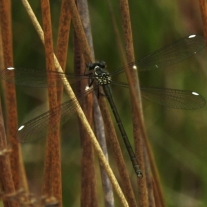 Argiolestidae (family) at Namadgi National Park - 8 Nov 2023 10:54 AM