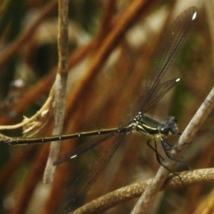 Argiolestidae (family) at Namadgi National Park - 8 Nov 2023 10:54 AM