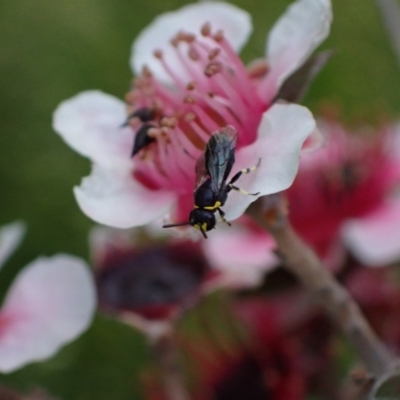 Hylaeus (Gnathoprosopoides) bituberculatus (Hylaeine colletid bee) at Murrumbateman, NSW - 7 Nov 2023 by SimoneC