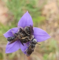 Lasioglossum (Chilalictus) lanarium (Halictid bee) at McFadzen Reserve - 8 Nov 2023 by AlexJ