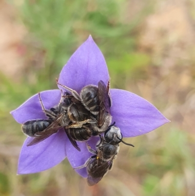 Lasioglossum (Chilalictus) lanarium (Halictid bee) at McFadzen Reserve - 8 Nov 2023 by AlexJ