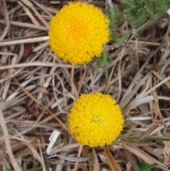 Leptorhynchos squamatus (Scaly Buttons) at Bungendore, NSW - 8 Nov 2023 by AlexJ