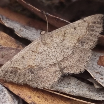 Taxeotis intextata (Looper Moth, Grey Taxeotis) at QPRC LGA - 8 Nov 2023 by clarehoneydove