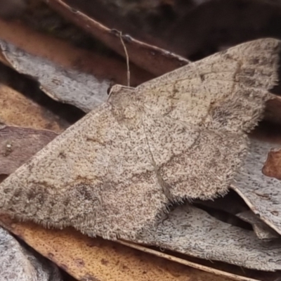 Taxeotis intextata (Looper Moth, Grey Taxeotis) at Bungendore, NSW - 8 Nov 2023 by clarehoneydove