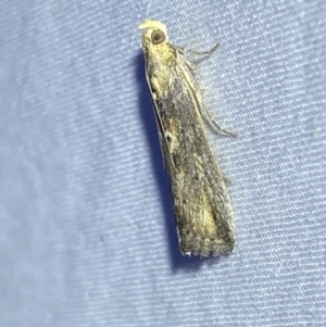 Morosaphycita oculiferella at QPRC LGA - 8 Nov 2023