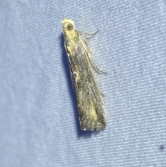 Morosaphycita oculiferella at QPRC LGA - 8 Nov 2023