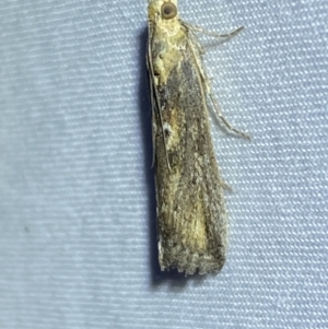 Morosaphycita oculiferella at QPRC LGA - 8 Nov 2023