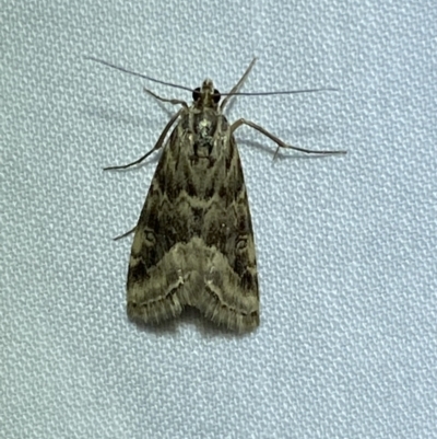 Hellula hydralis (Cabbage Centre Moth) at Jerrabomberra, NSW - 8 Nov 2023 by SteveBorkowskis